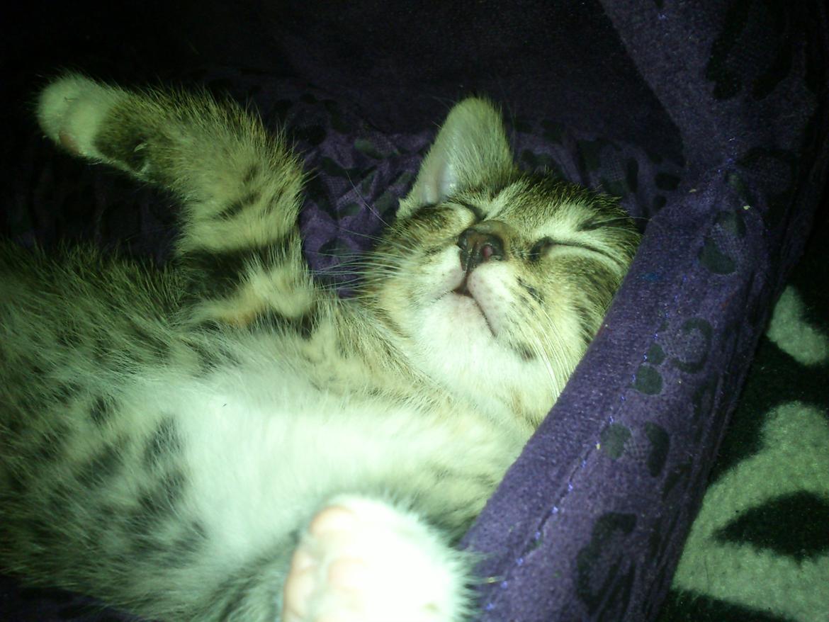 Huskat Kiwa billede 3