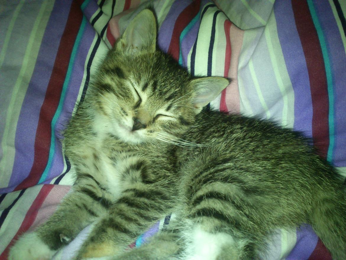 Huskat Kiwa billede 4