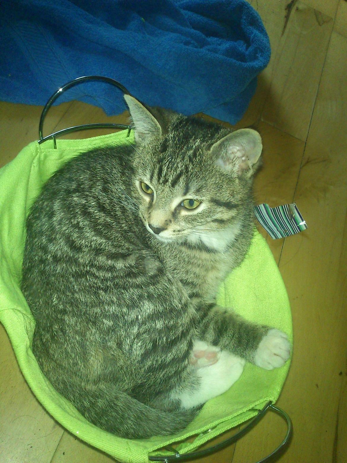 Huskat Kiwa billede 5