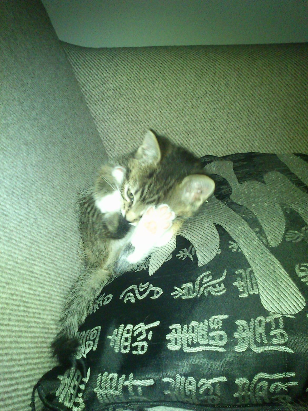 Huskat Kiwa billede 6