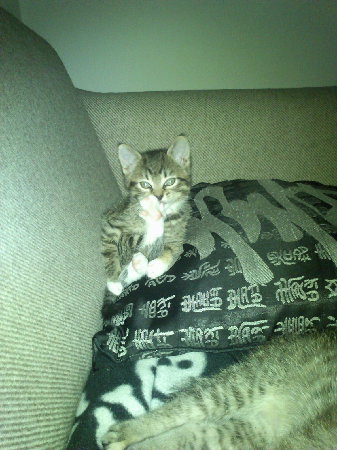 Huskat Kiwa billede 7