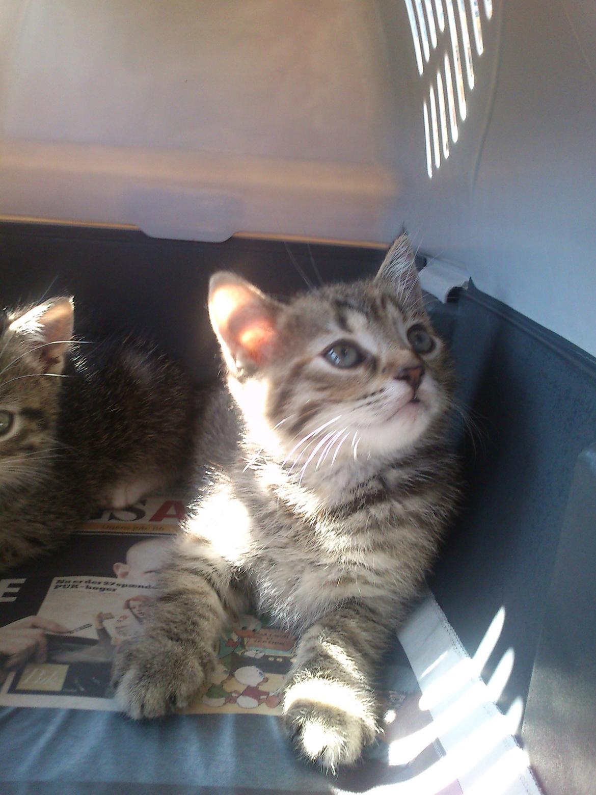 Huskat Kira billede 1