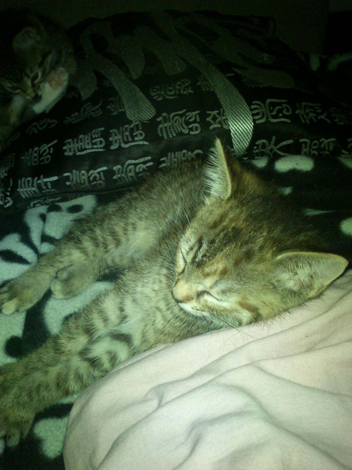 Huskat Kira billede 2