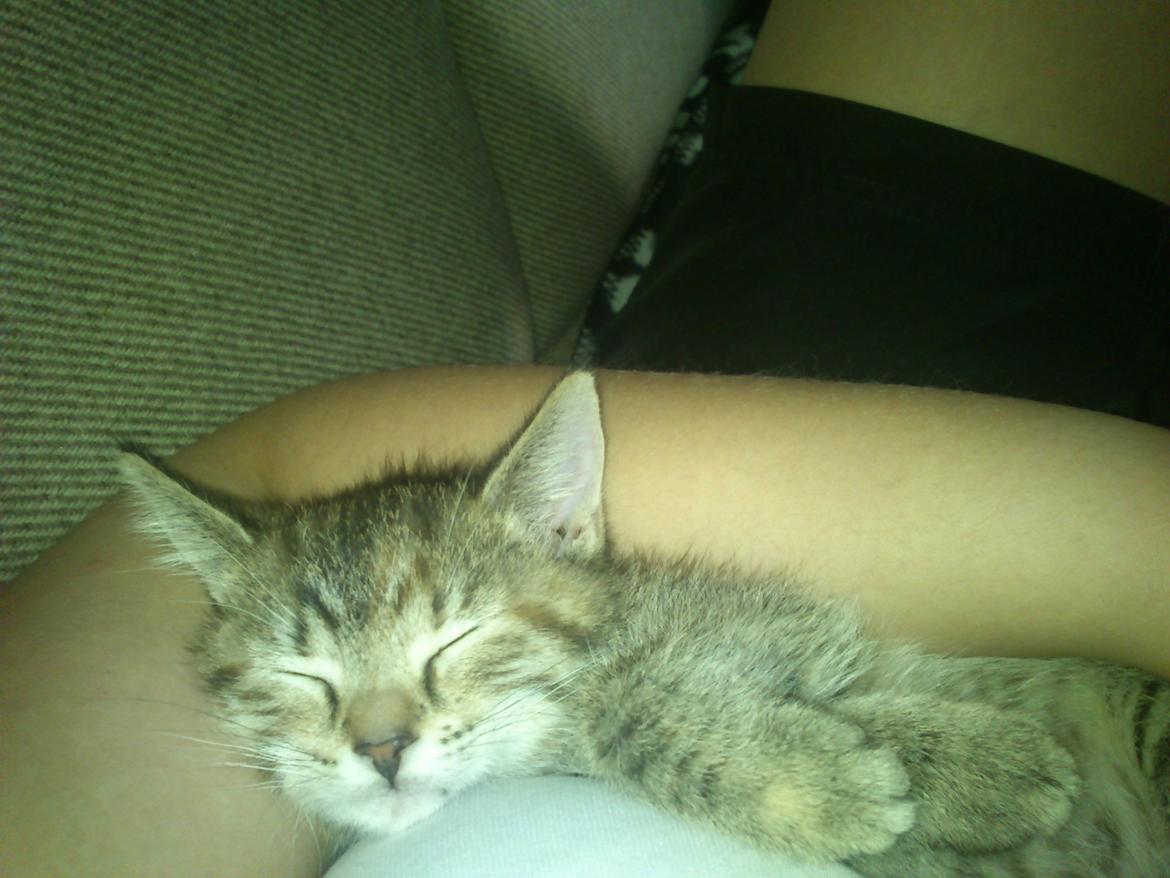 Huskat Kira billede 3