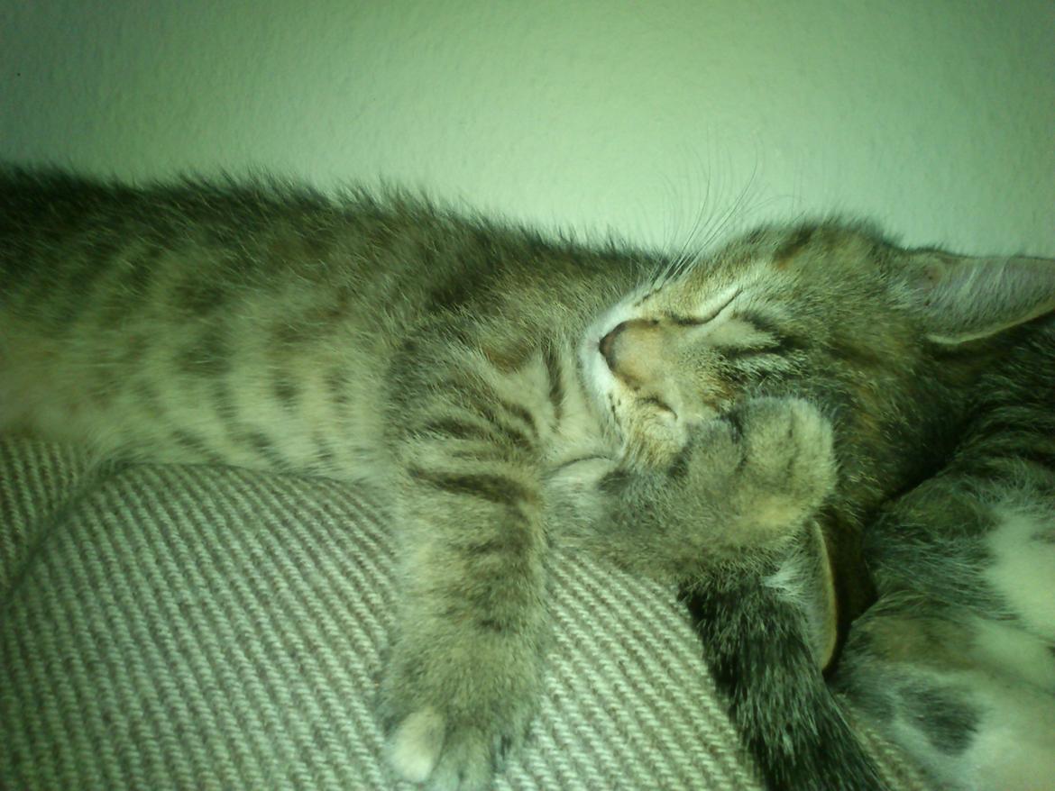 Huskat Kira billede 4