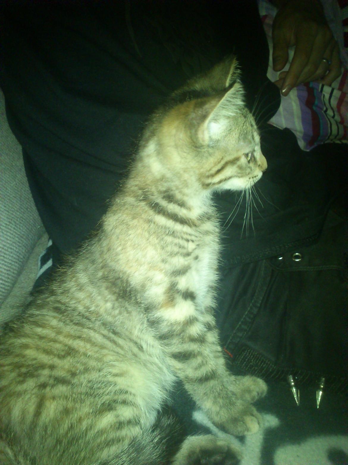 Huskat Kira billede 5