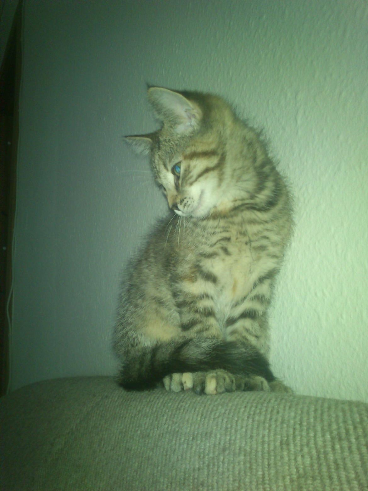 Huskat Kira billede 6