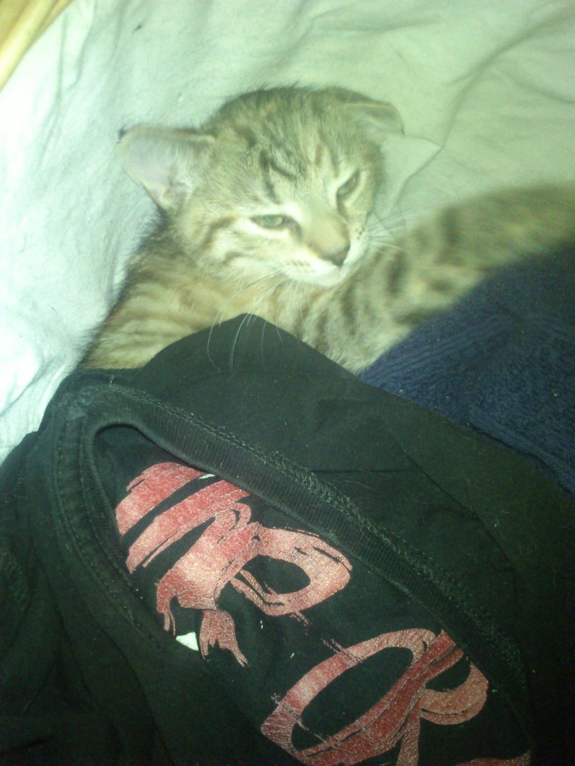 Huskat Kira billede 7