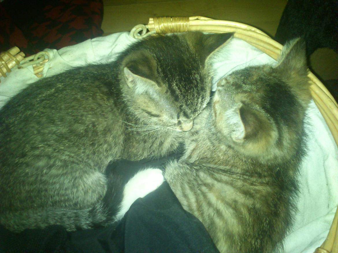 Huskat Kira billede 8