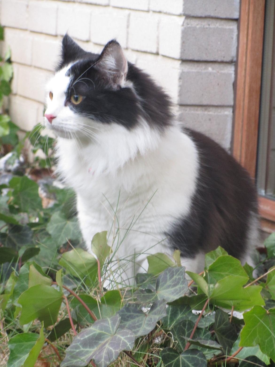 Huskat / Norsk skovkat.  Ozzy<3 billede 1