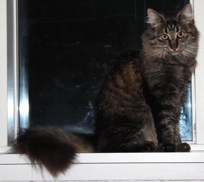 Blanding af racer Misha billede 1