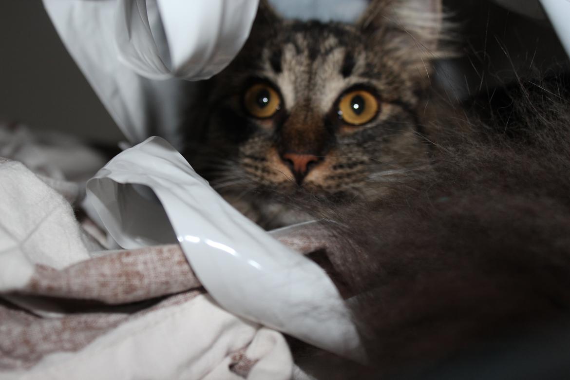 Blanding af racer Misha billede 2