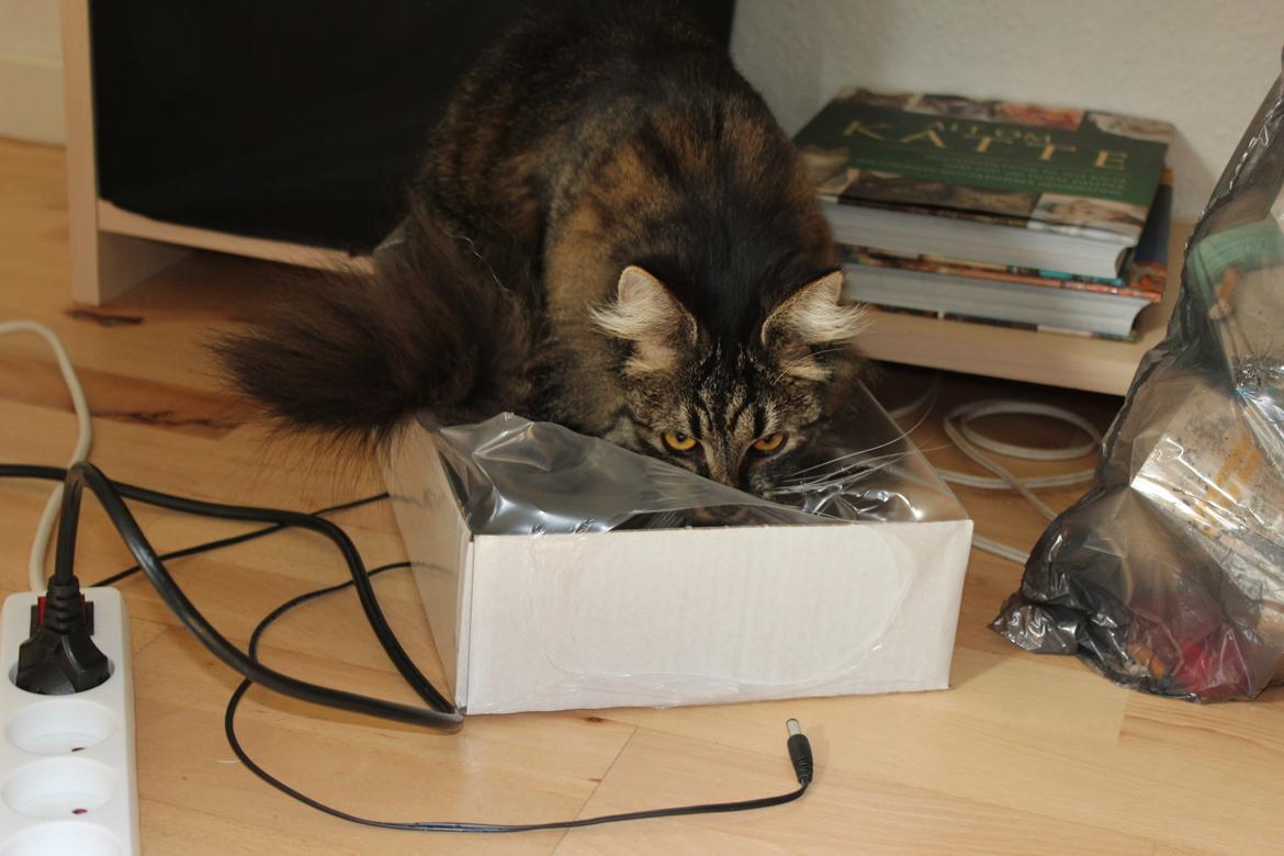 Blanding af racer Misha billede 3