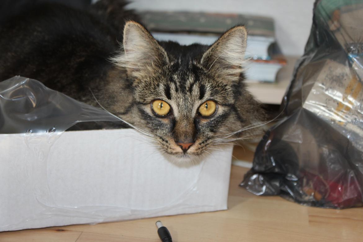 Blanding af racer Misha billede 4