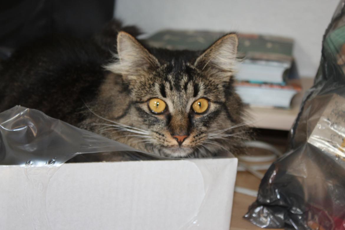 Blanding af racer Misha billede 5