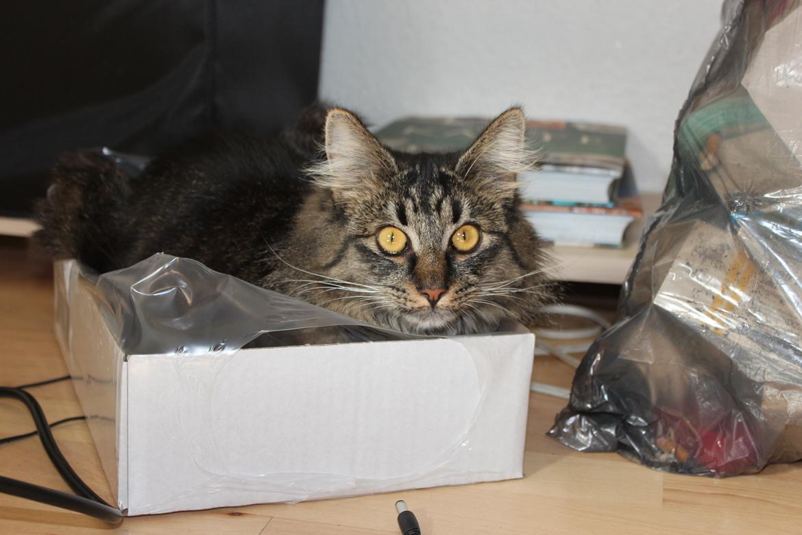 Blanding af racer Misha billede 6