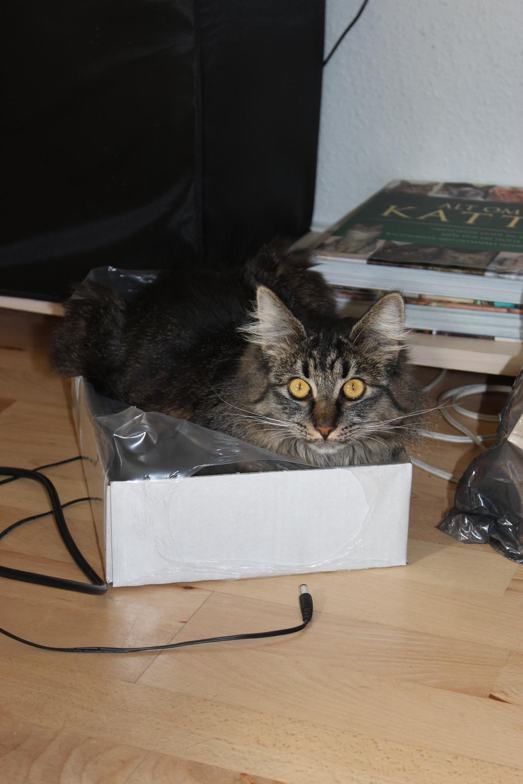 Blanding af racer Misha billede 7