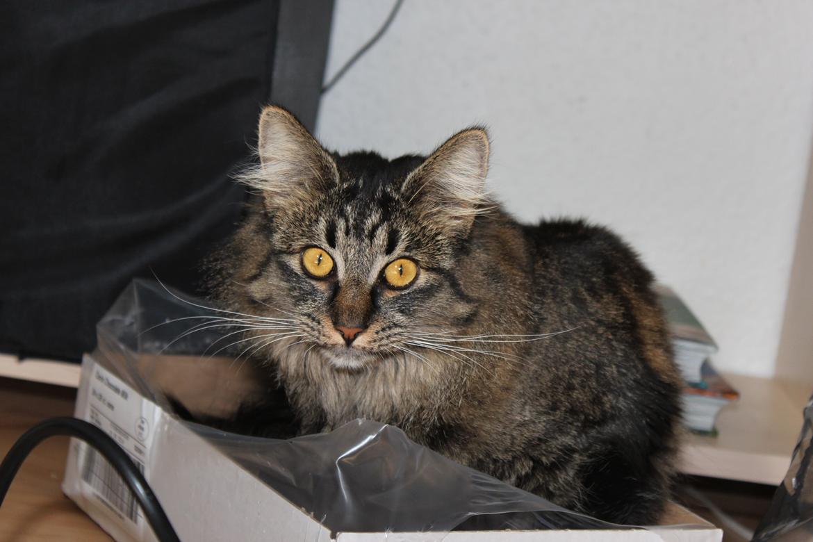 Blanding af racer Misha billede 8