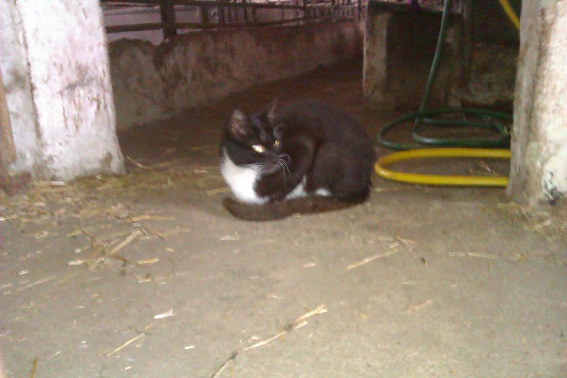 Blanding af racer Vinters James billede 3