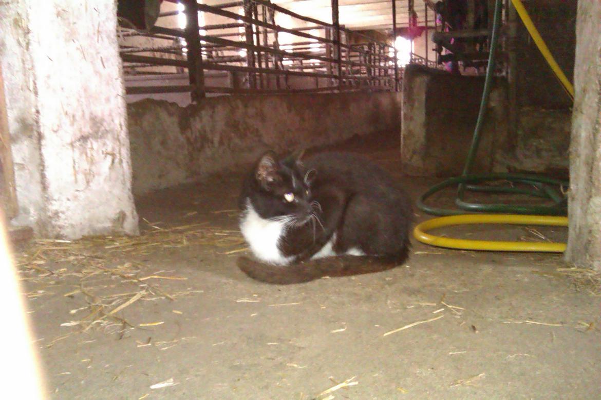 Blanding af racer Vinters James billede 2