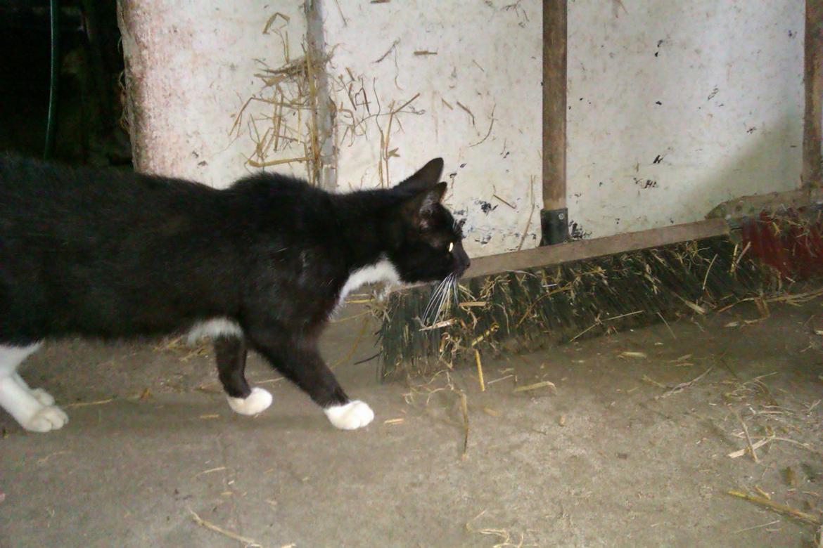 Blanding af racer Vinters James billede 1