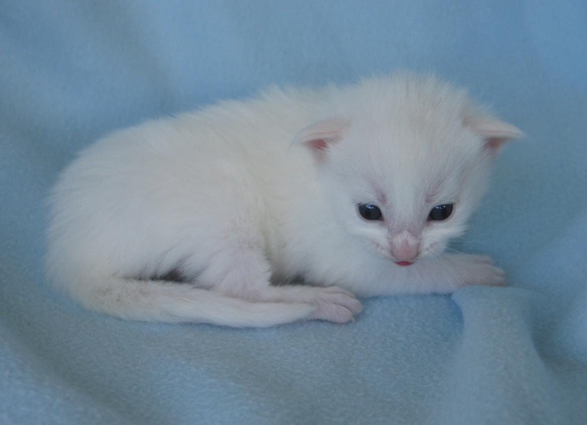 Maine Coon Iowa  (SOLGT) - 18 dage - 29.09.2012 billede 15