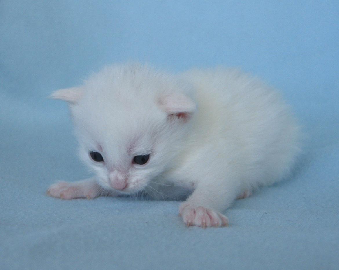 Maine Coon Iowa  (SOLGT) - 18 dage - 29.09.2012 billede 16