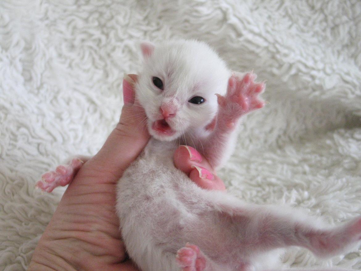 Maine Coon Iowa  (SOLGT) - 12 dage. billede 17