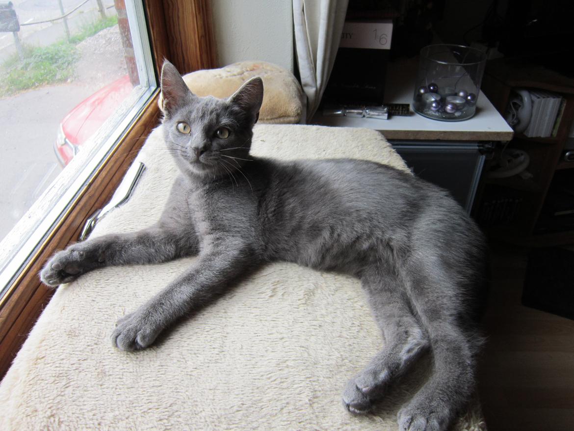 Huskat Smilla (lille fis) - Her kan jeg ligge og kigge ud billede 2