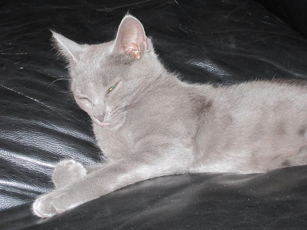 Huskat Smilla (lille fis) - Man må ha tungen lige i munden også når jeg sover billede 3