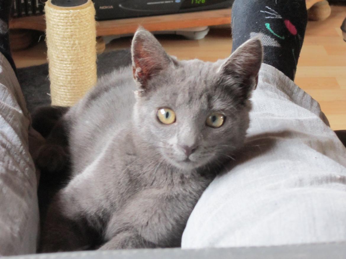 Huskat Smilla (lille fis) - Narrestreger billede 4