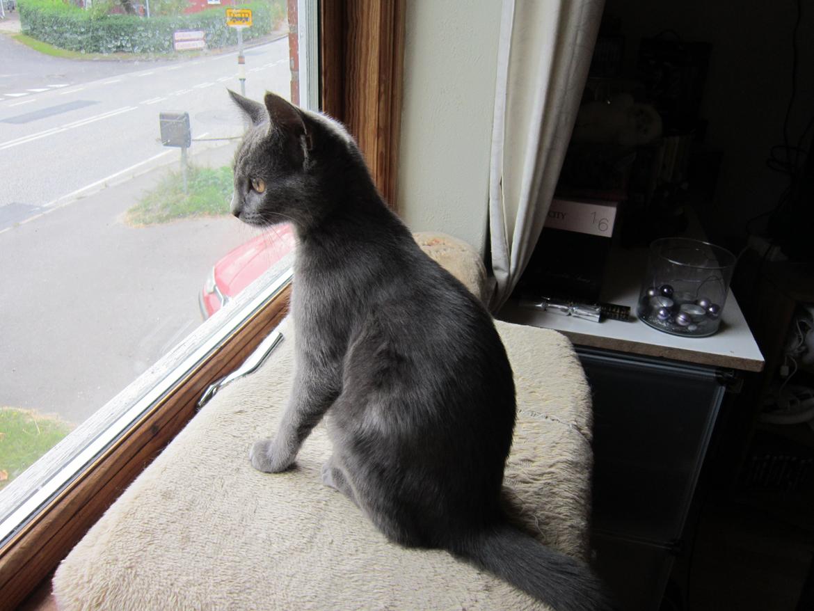 Huskat Smilla (lille fis) - Man skal jo følge med i det hele billede 5