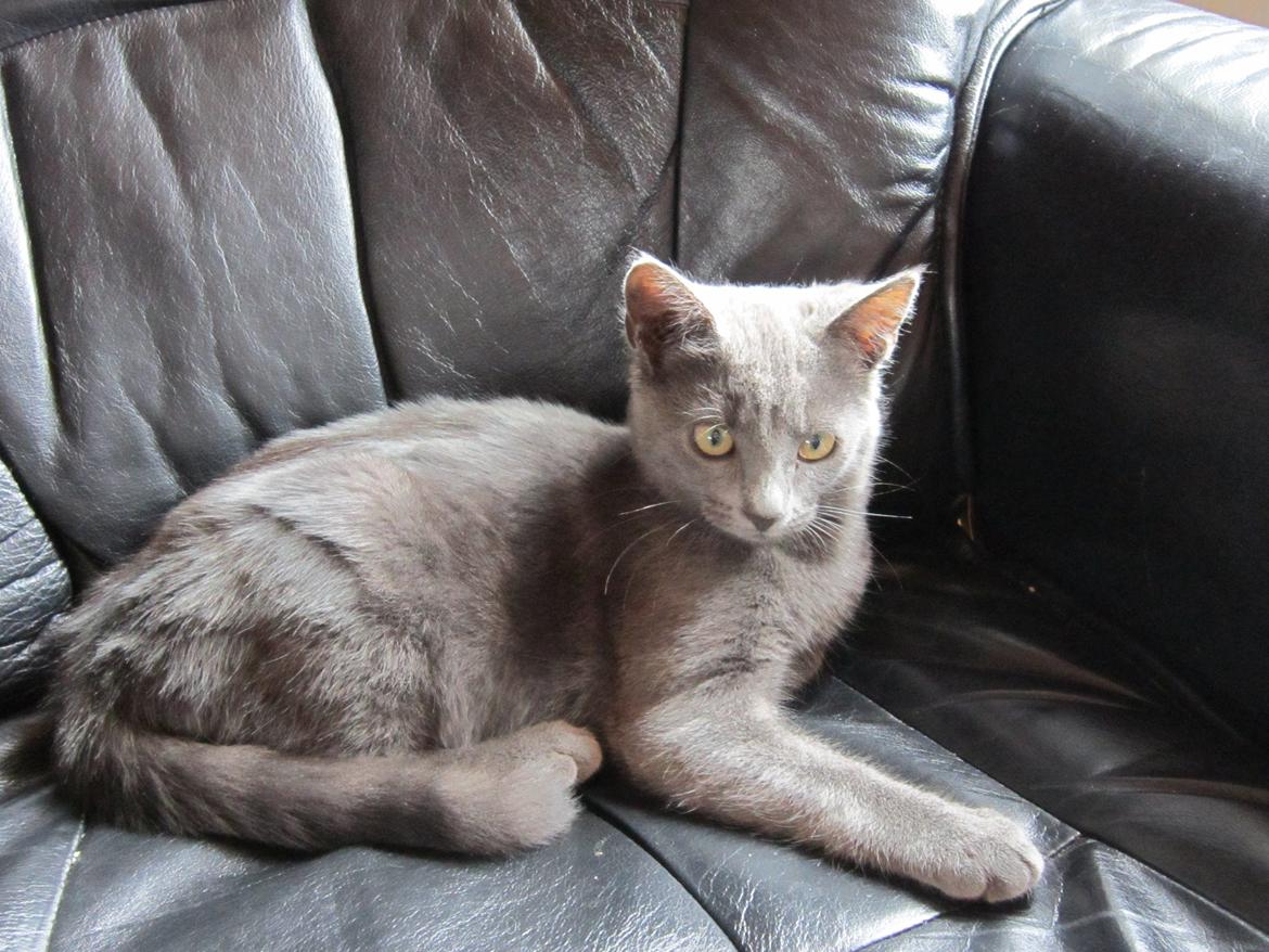 Huskat Smilla (lille fis) billede 6