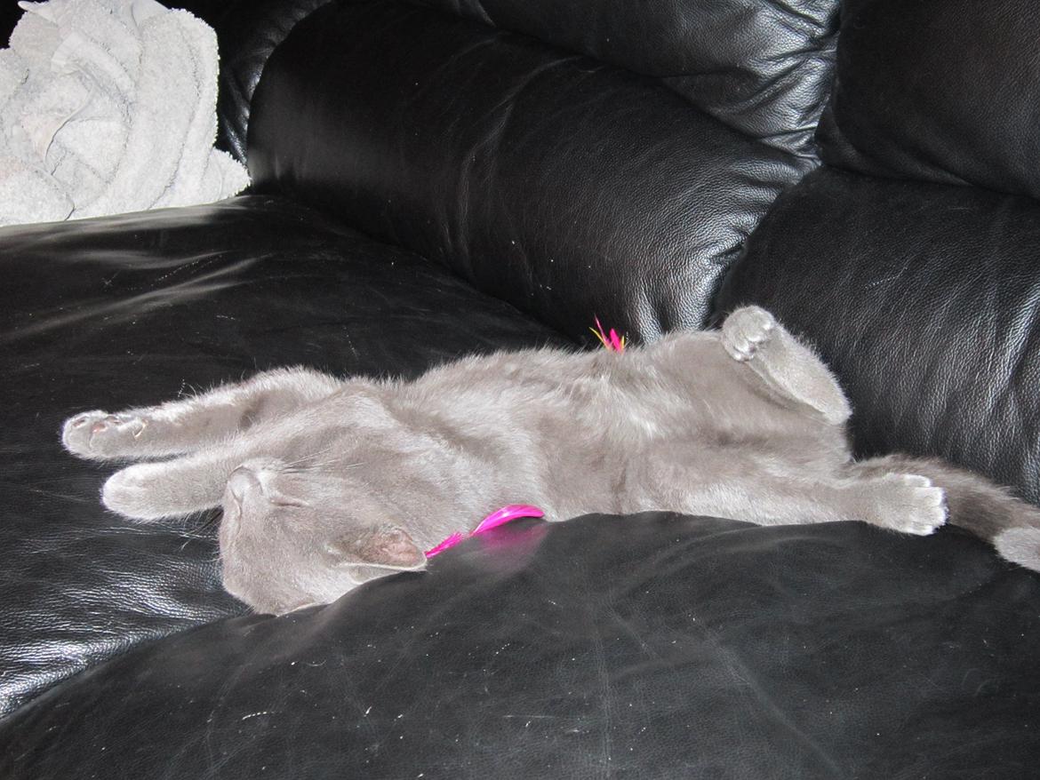 Huskat Smilla (lille fis) billede 7