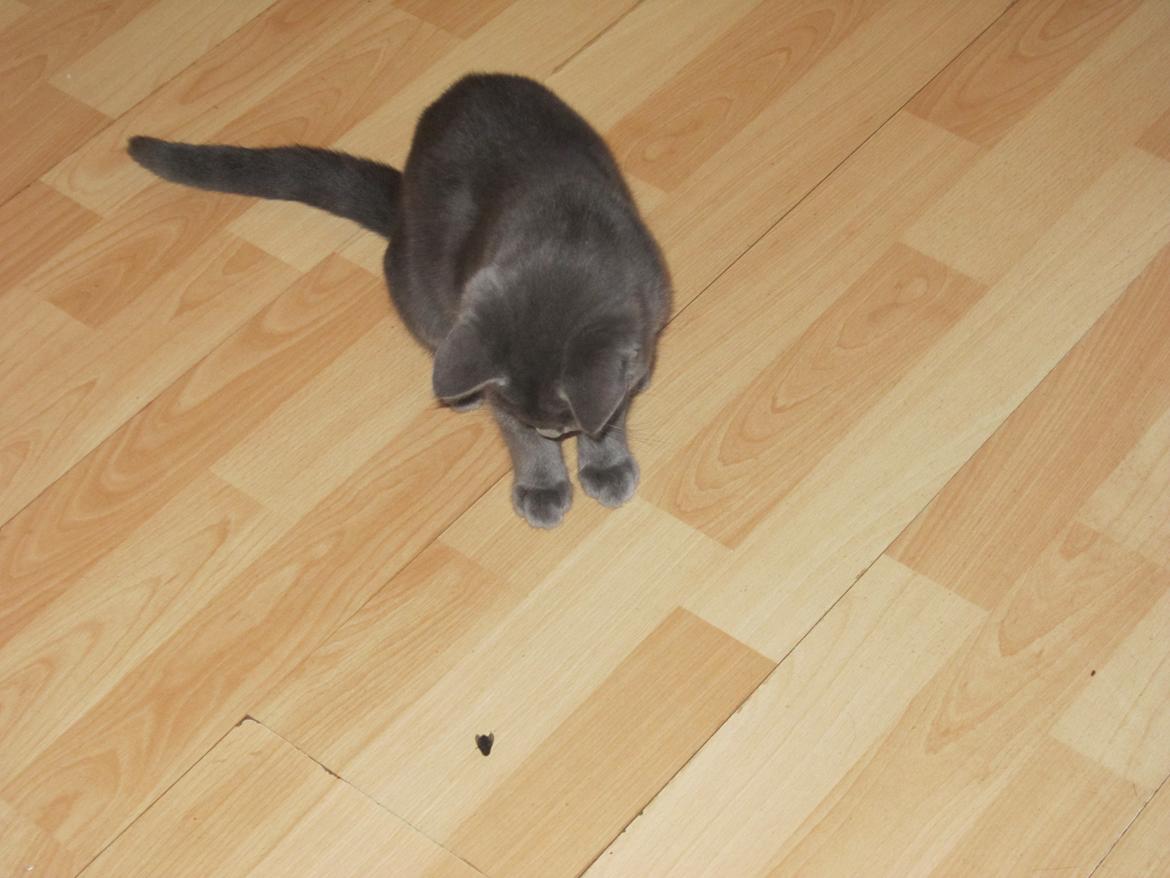 Huskat Smilla (lille fis) - Flue fanget og død billede 8