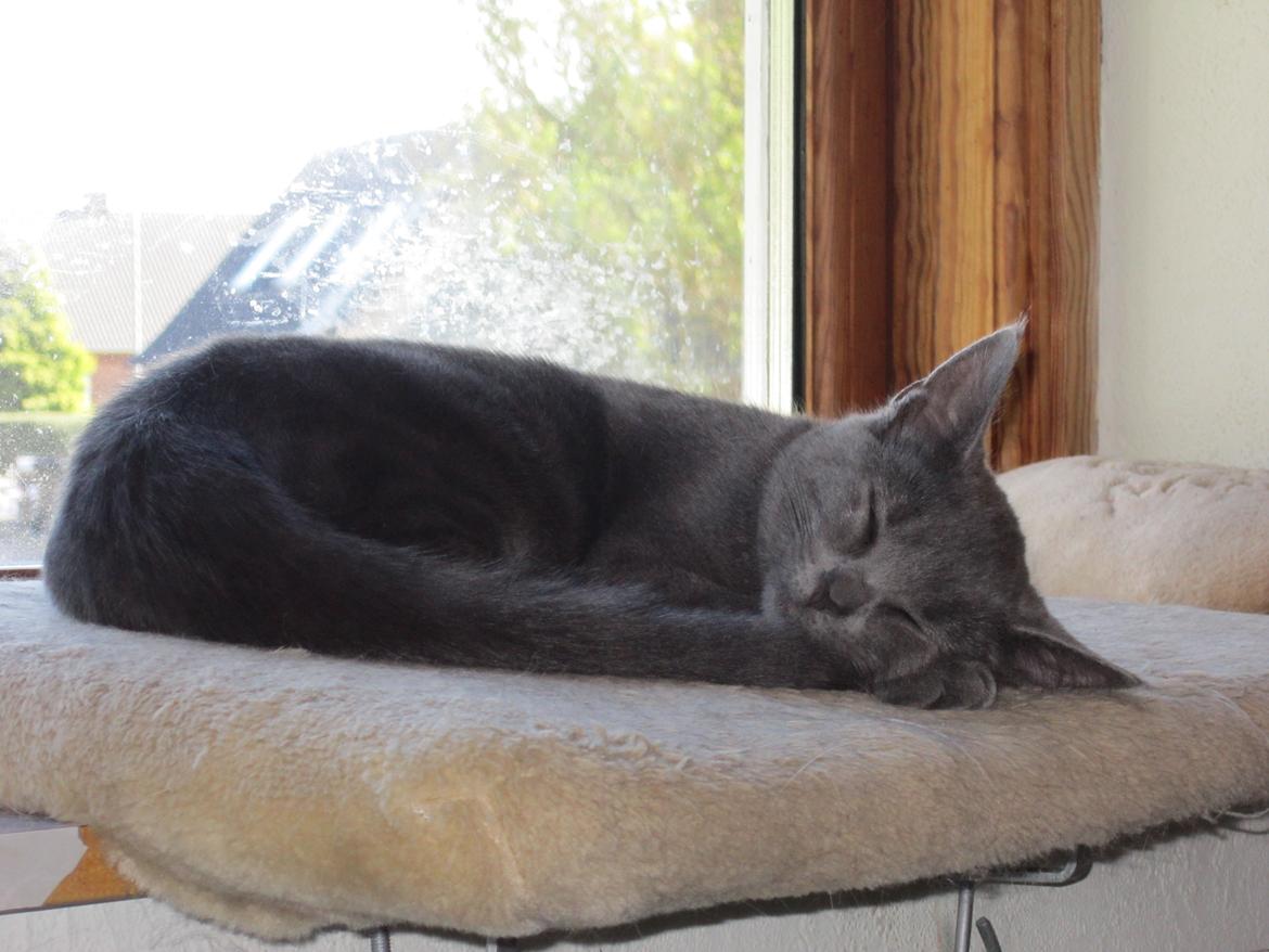 Huskat Smilla (lille fis) billede 9