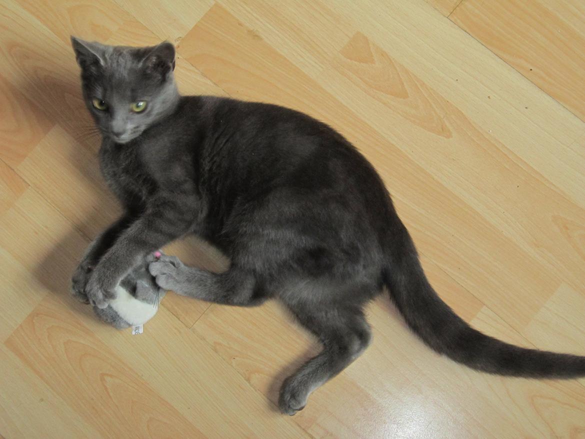 Huskat Smilla (lille fis) - Leg billede 10