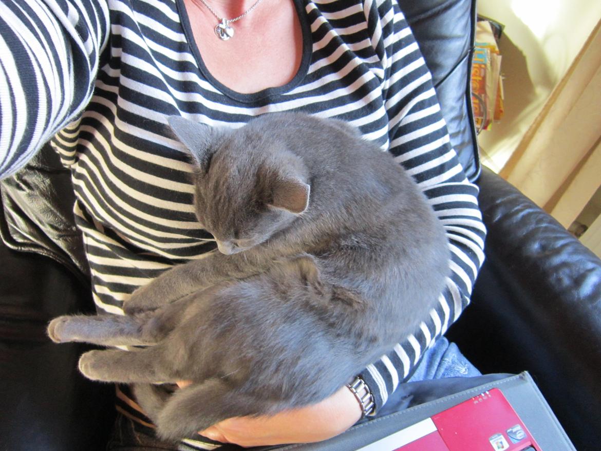 Huskat Smilla (lille fis) - Dejligt at putte hos moar billede 11