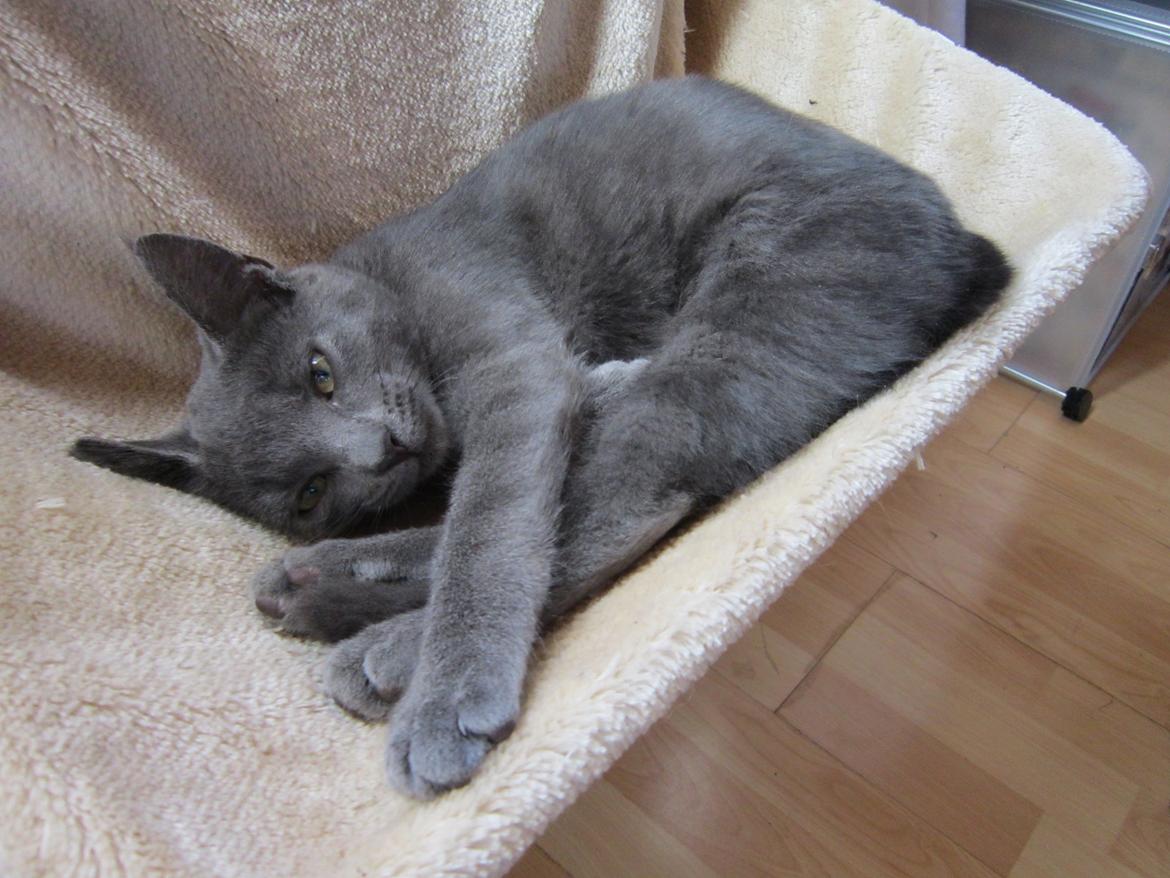 Huskat Smilla (lille fis) - Jeg hygger billede 13