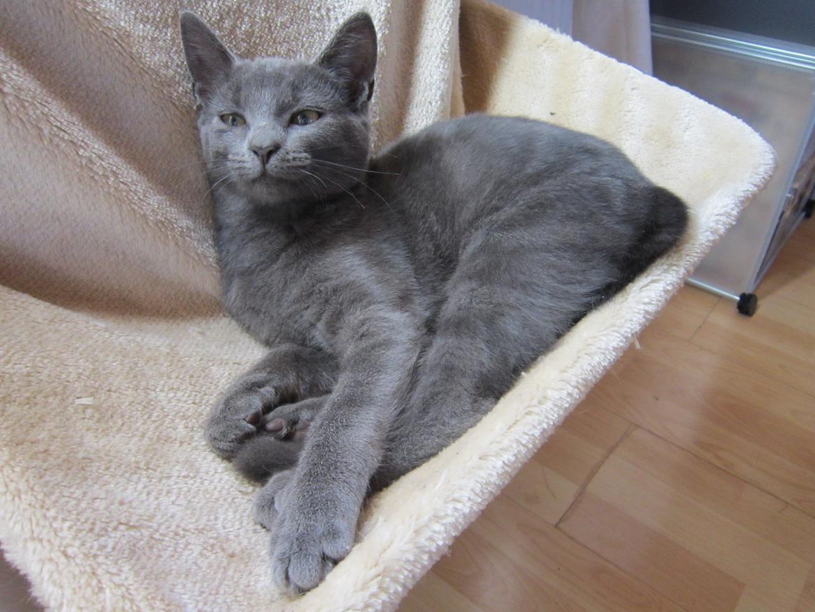 Huskat Smilla (lille fis) - Moar du vækkede mig :( billede 14