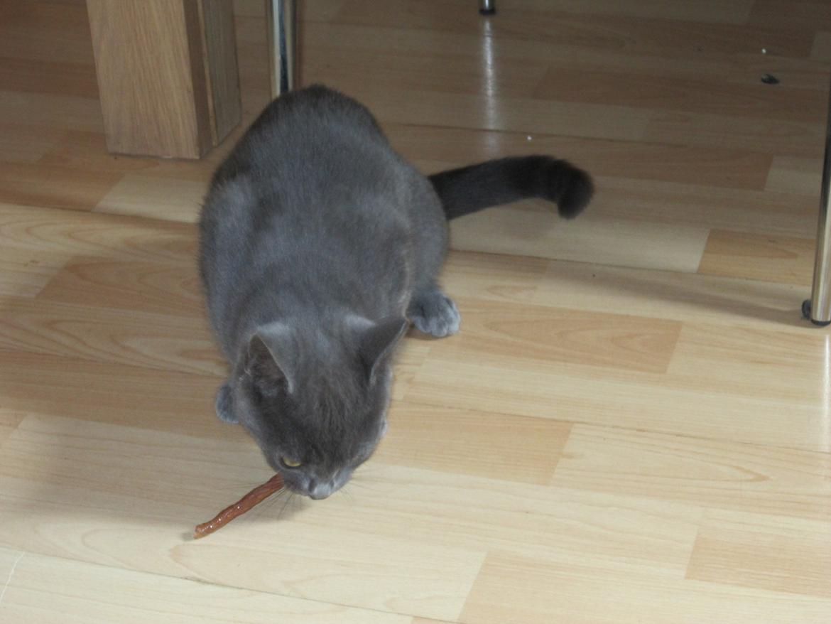 Huskat Smilla (lille fis) - Mmmm guf billede 15