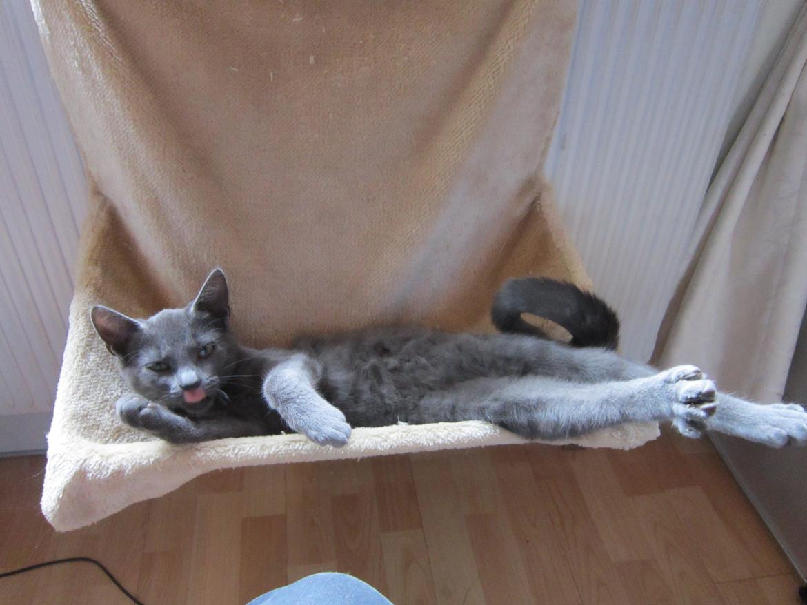 Huskat Smilla (lille fis) - Hygger og igen tungen lige i munden billede 16