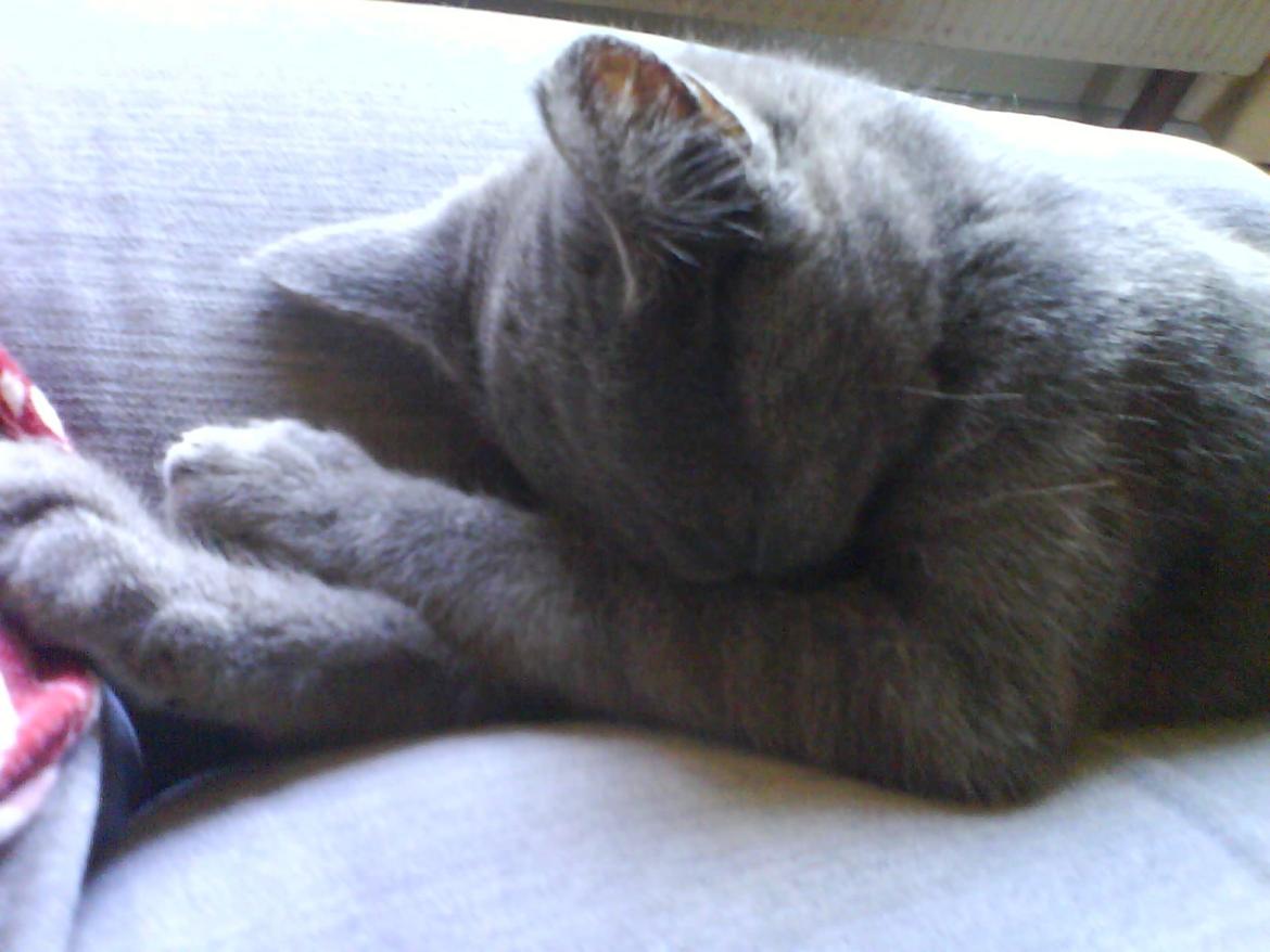 Huskat Smilla (lille fis) - Ahh altså alt det lys billede 17