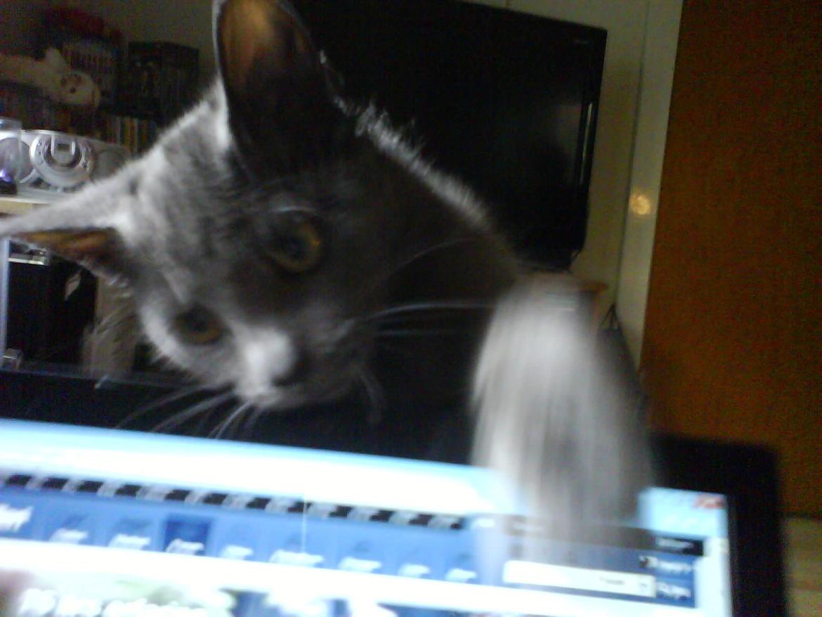 Huskat Smilla (lille fis) - Moar jeg vil altså ha opmærksomhed, ikke bare sidde der og kigge på Kattegalleri billede 18