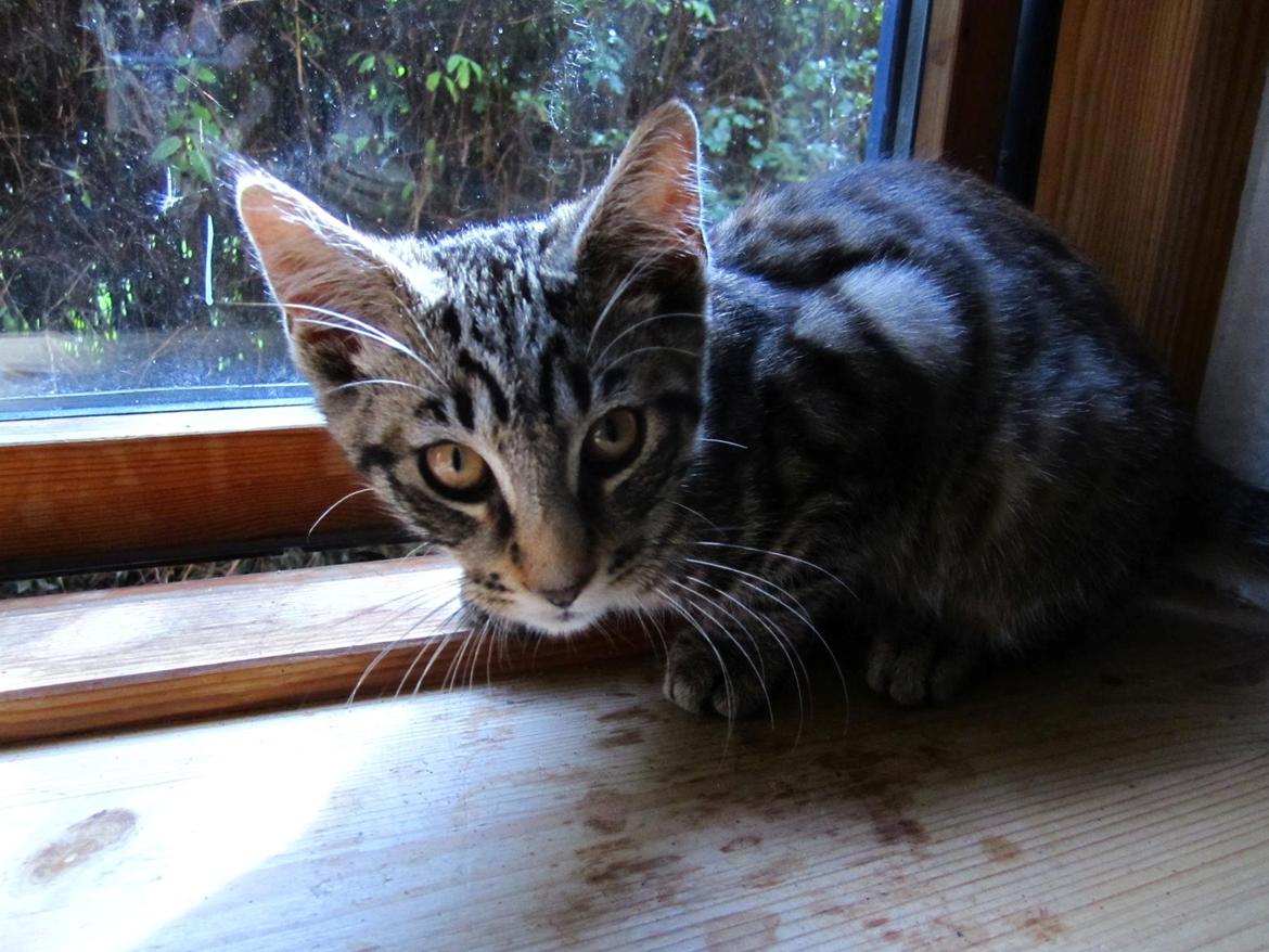 Huskat /Maine coon - Mille <3 billede 2