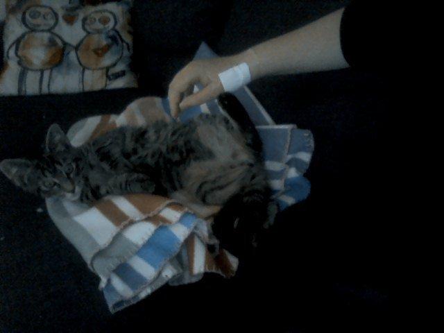 Huskat /Maine coon - Mille <3 billede 5