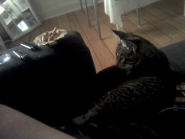 Huskat /Maine coon - Mille <3 billede 6