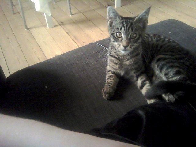 Huskat /Maine coon - Mille <3 billede 7