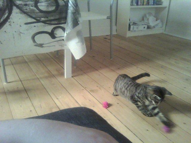 Huskat /Maine coon - Mille <3 billede 8