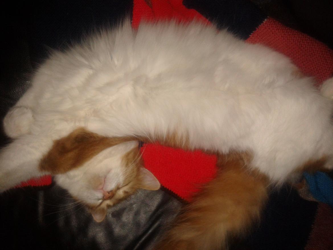 Huskat Cutie billede 7